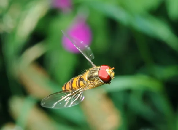 Uçan sineği — Stok fotoğraf