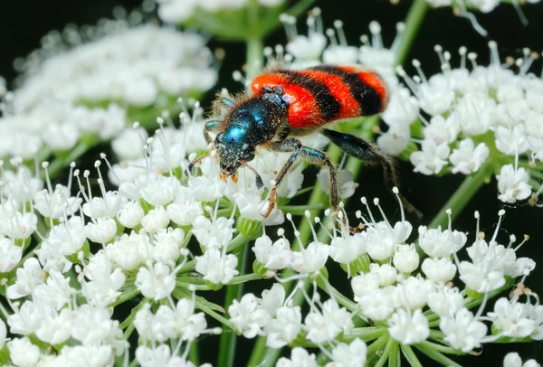 Bright Bee Beetle (Trichodes apiarius ). — стоковое фото