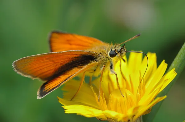 Butterfly Large Skipper. — Stock Photo, Image