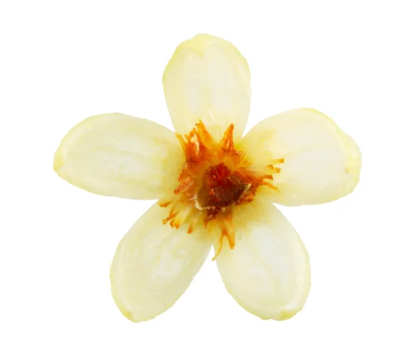 Flor de tília — Fotografia de Stock