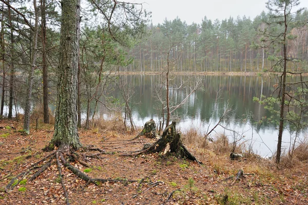 Φθινόπωρο στη λίμνη του δάσους. — Φωτογραφία Αρχείου