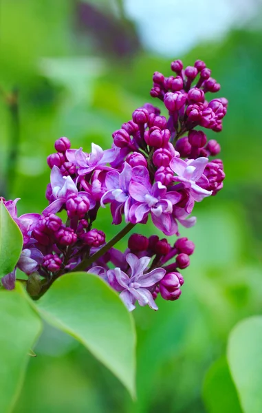 Blooming lilacs — Stock Photo, Image