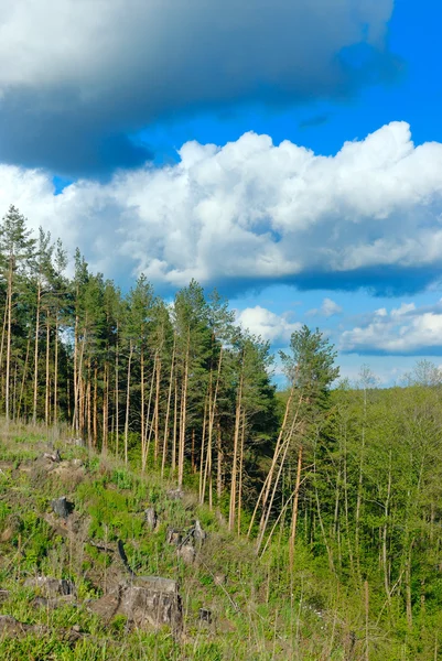 Облака над сосновым лесом . — стоковое фото