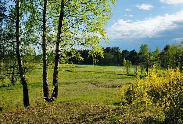 Paesaggio rurale con betulle — Foto Stock