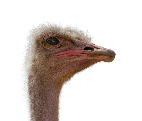 Hoofd struisvogel, geïsoleerd — Stockfoto