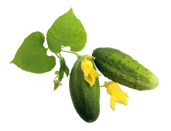 Cucumber Flower Leaf White Background — Stok fotoğraf