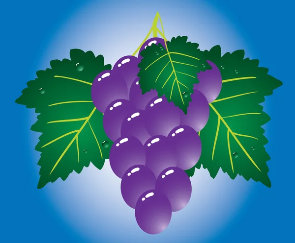 Grape. — Stock Vector