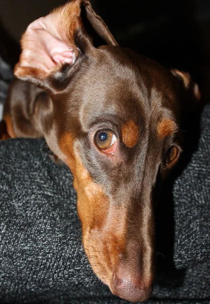 Собачья Порода Джек Рассел Терьер — стоковое фото