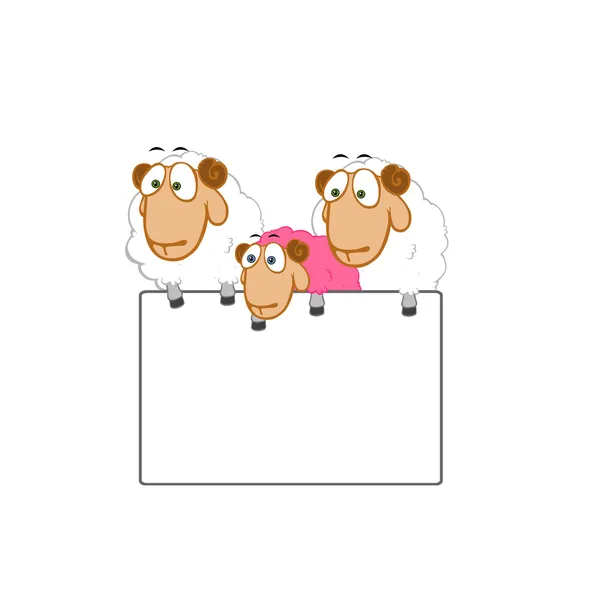 Sheep Board Blank Card —  Fotos de Stock