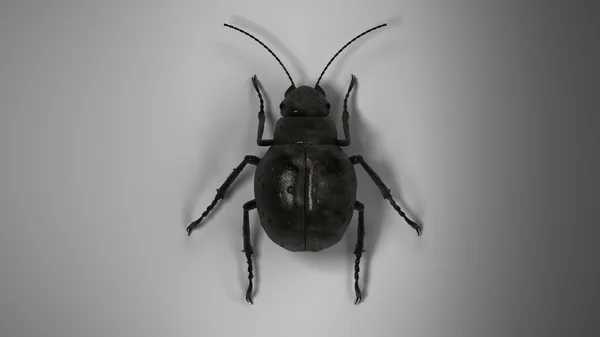Beetle White Background Macro Photo — 图库照片