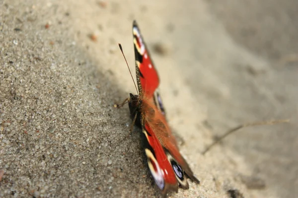 Schmetterling Auf Einem Felsen — Stockfoto