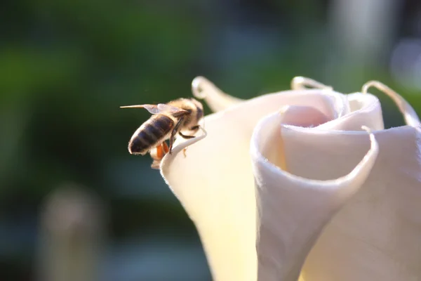 Stock image Pollination