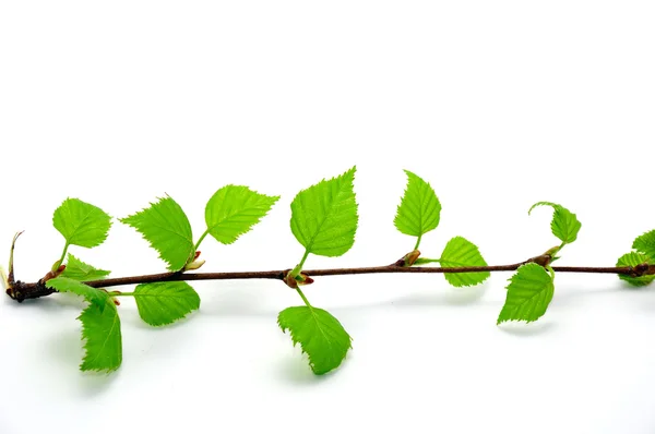 Odizolowane liście zielone — Zdjęcie stockowe