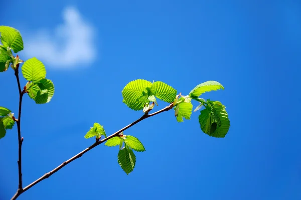 緑の枝 — ストック写真