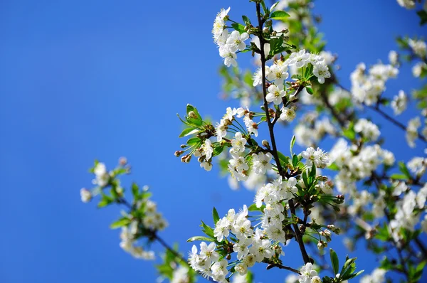 stock image Flowering branch of cherry