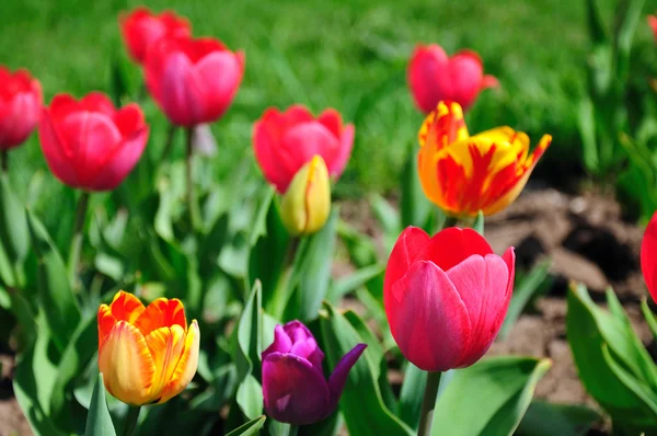 Viele Tulpen im Garten — Stockfoto