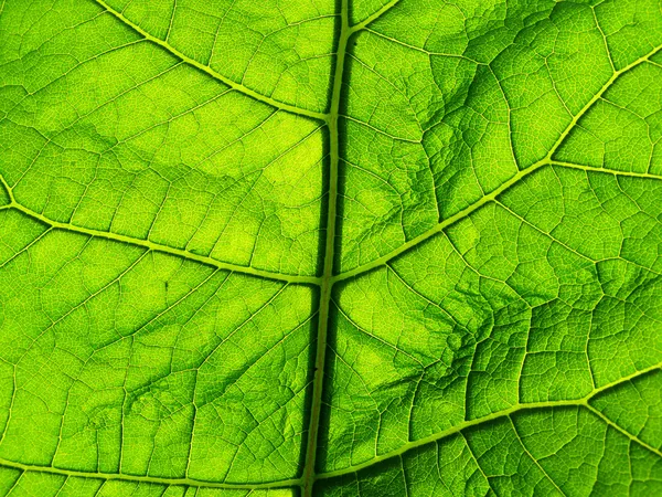 stock image Texture of the sheet tree