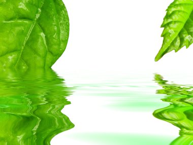yeşil yaprakları suda yansıtan