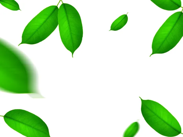 Яскравого зеленого листя — стокове фото