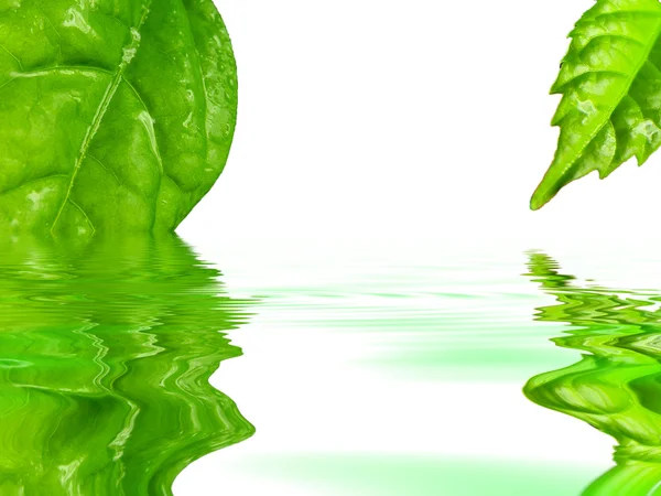 Πράσινα φύλλα που αντανακλούν στο νερό — Φωτογραφία Αρχείου