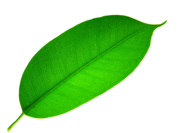 Taze yaprak yeşil — Stok fotoğraf