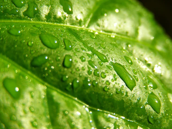 Fondo de hoja verde con gotas de lluvia — Foto de Stock