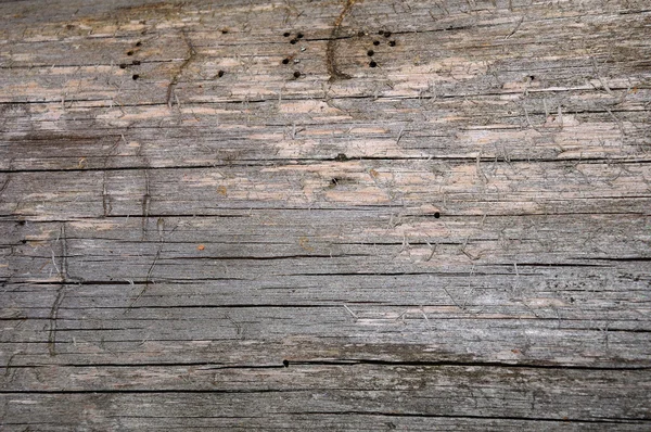 Текстура коричневой древесины — стоковое фото