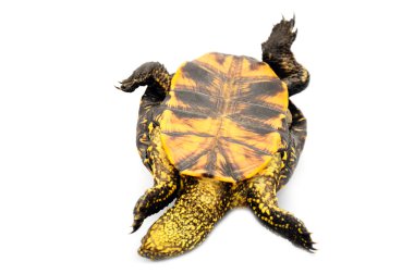 Turtle isolated on white clipart