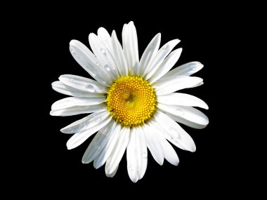 Lovely isolated daisy clipart