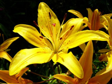 Beautiful yellow lily clipart