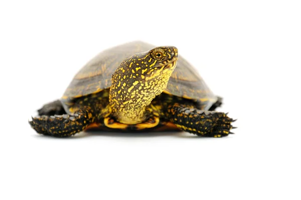 stock image Turtle isolated on white