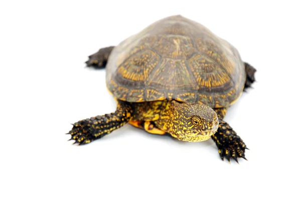 stock image Turtle isolated on white