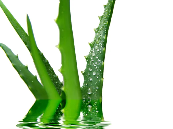 Aloe vera izolované na bílém — Stock fotografie
