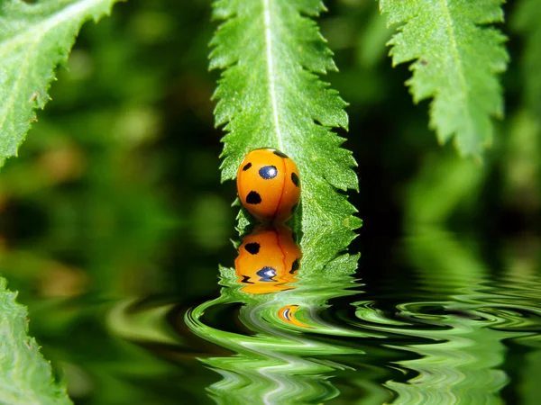 stock image Ladybug on a leaf reflected on water