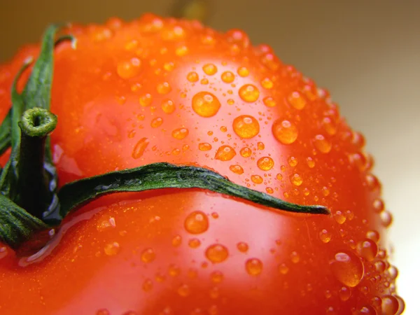 Один помідор — стокове фото