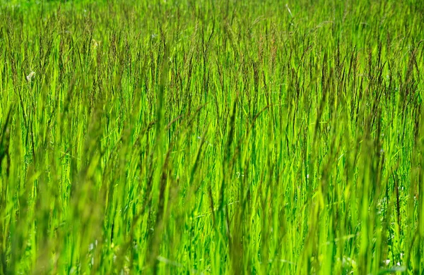 Бесшовный рисунок травы . — стоковое фото