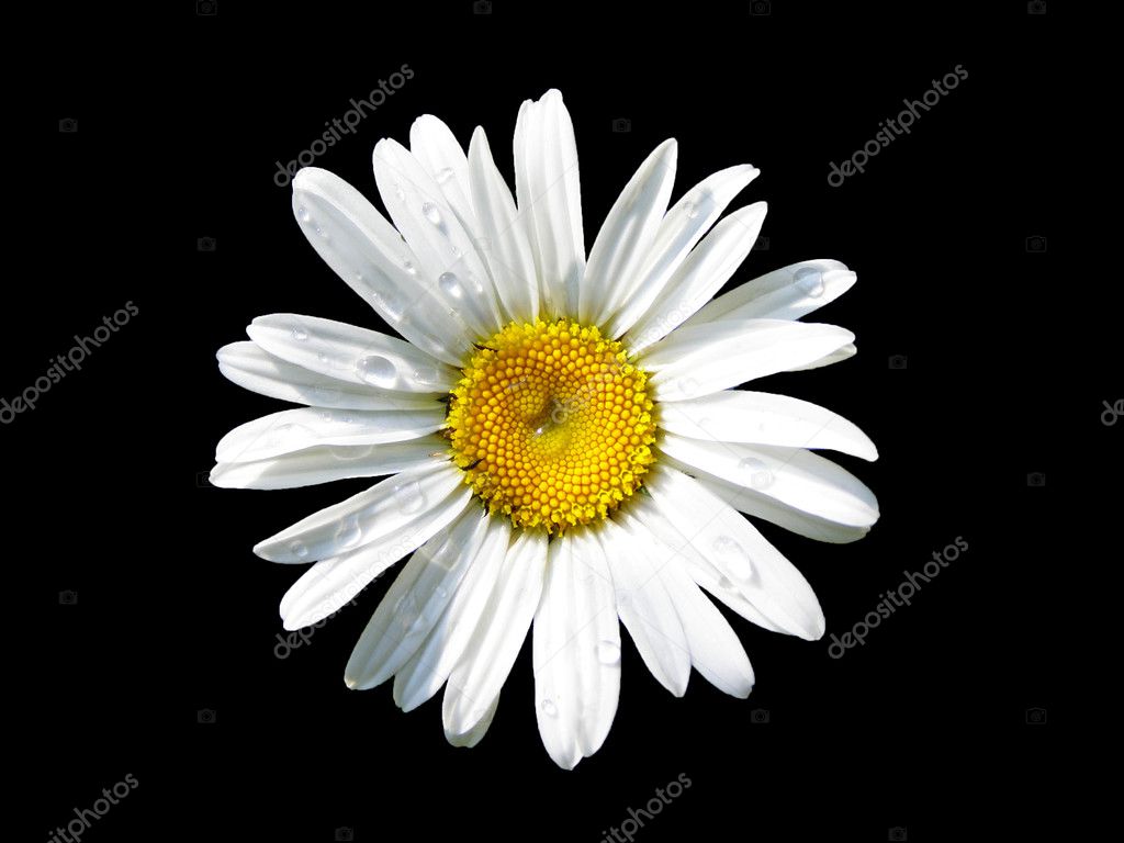 Lovely isolated daisy
