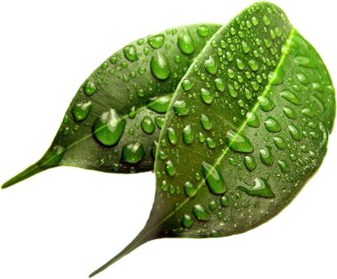 Yağmur damlaları ile yeşil sayfa arka planı