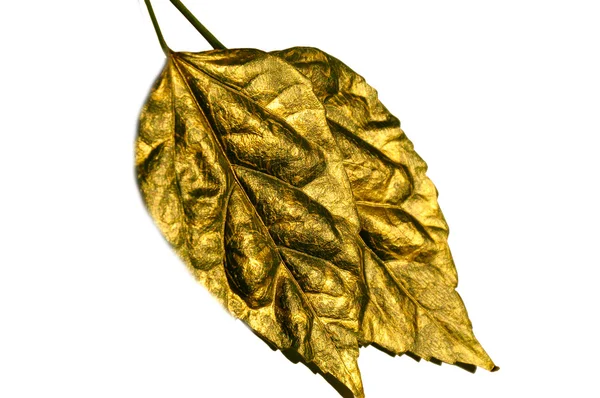 Zelený list, kryté zlatem — Stock fotografie