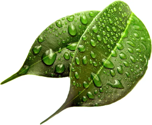 Fondo de hoja verde con gotas de lluvia — Foto de Stock