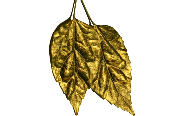 Groene blad bedekt met goud — Stockfoto