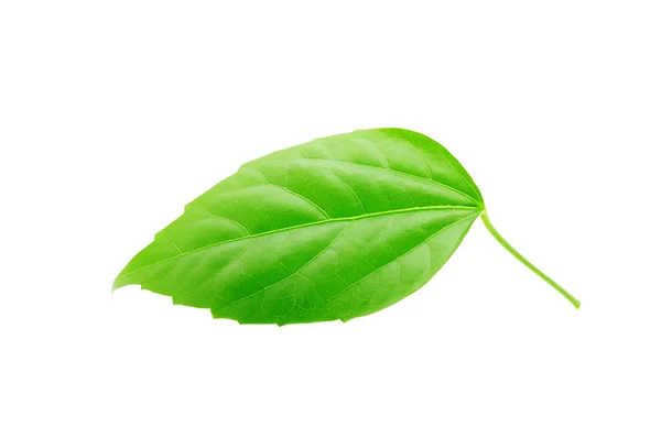 Zielony liść izolowany na białym — Zdjęcie stockowe