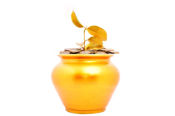 Altın pot bitki ile — Stok fotoğraf