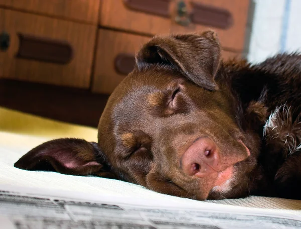 Hund Schläft Bett — Stockfoto