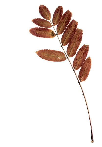 Autumn Leaf Red Stem White Background — Zdjęcie stockowe