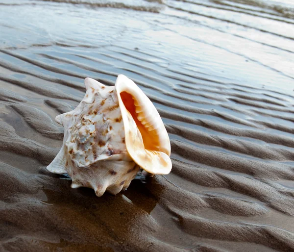 Shell Uma Praia — Fotografia de Stock