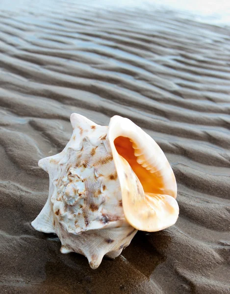 stock image sea shell and seashells on sand beach 