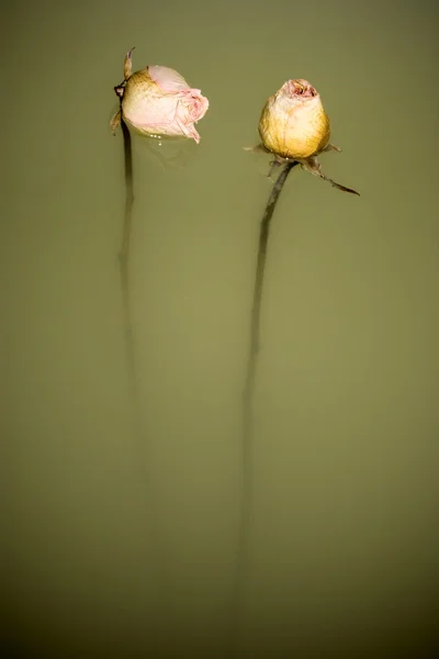 Two Lotus Flowers Water Surface — Stock Photo, Image