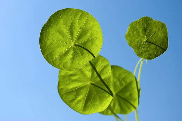 Zelené Listy Rostliny — Stock fotografie