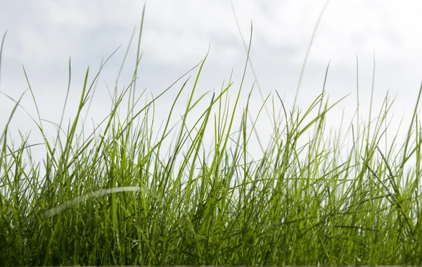 Grünes Gras Isoliert Auf Weißem Hintergrund — Stockfoto